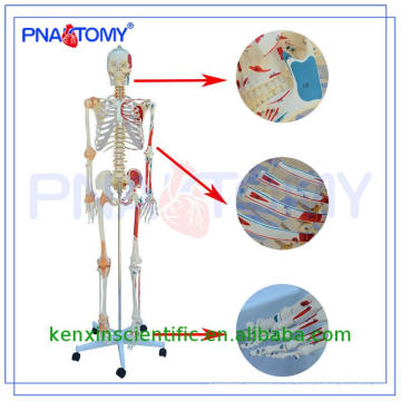 Buenos comentarios PNT-0107 modelo de esqueleto de medio tamaño